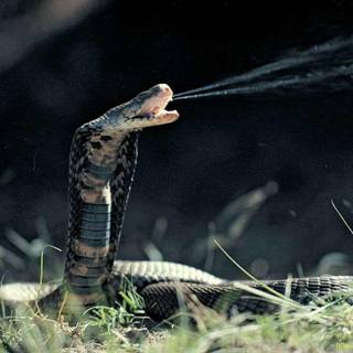 Snake king cobra HD wallpaper