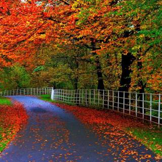 1080p HD wallpaper nature