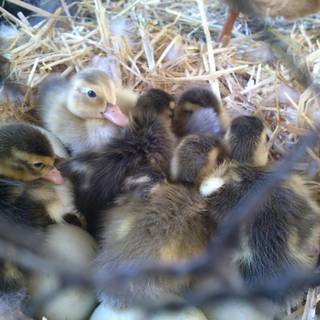 Rosenkranz wallpaper