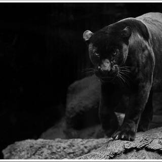 3d black jaguar wallpaper