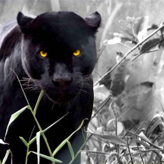 3d black jaguar wallpaper