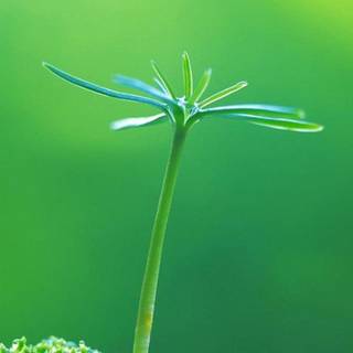 Full HD wallpaper 1080p for mobile