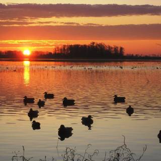 Goose hunting backgrounds