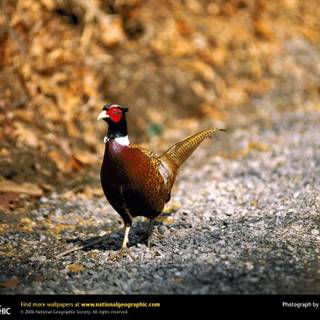 Goose hunting backgrounds