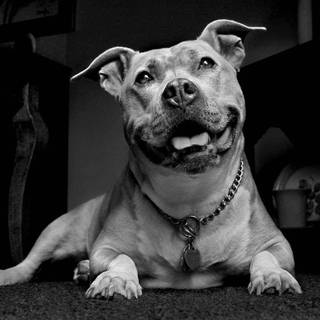 HD pitbull dog wallpaper