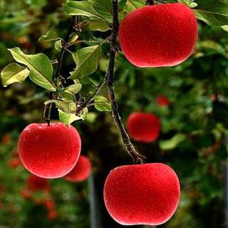 Red apple fruit wallpaper