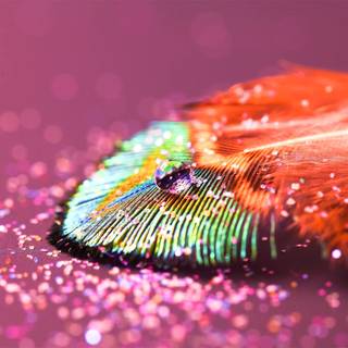 Peacock feather wallpaper