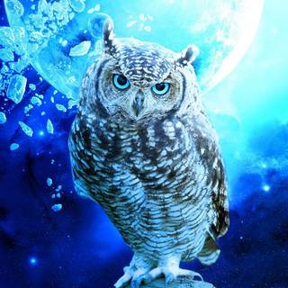Owl tumblr wallpaper
