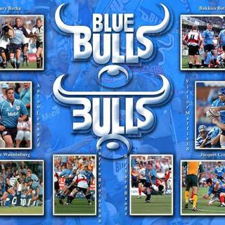 Blue bulls wallpaper