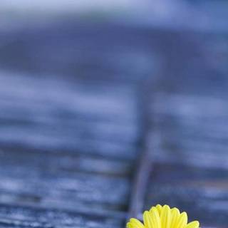 Samsung Galaxy wallpaper