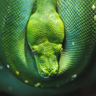 Snake eyes wallpaper HD