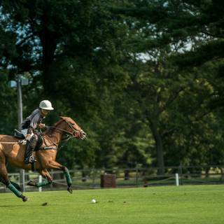 Horse polo wallpaper