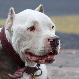 Pitbull dog wallpaper HD