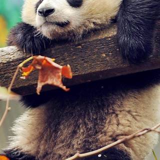 Wallpaper panda booty