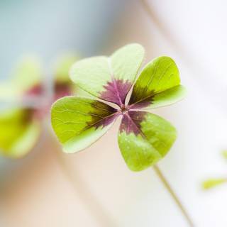 Good luck charm wallpaper