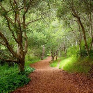 HD forest background