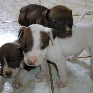 Free pit bull wallpaper