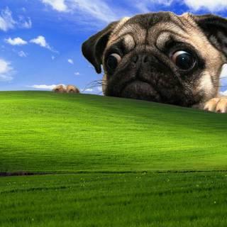 Windows XP wallpaper HD 1920x1080