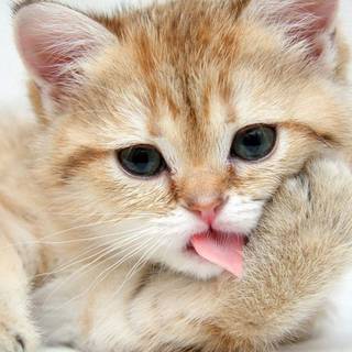 Cute cat wallpaper kitten