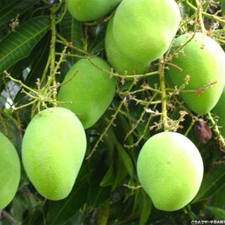 Alfanso mango tree wallpaper full HD