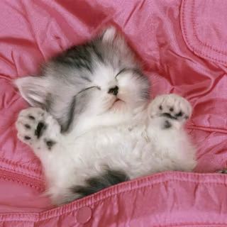 Cute cat wallpaper kitten