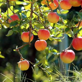 Fruit trees wallpaper