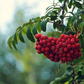 Fruit trees wallpaper