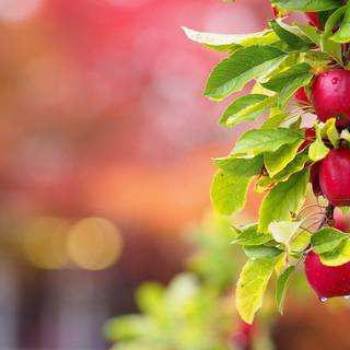 Fruit trees wallpaper