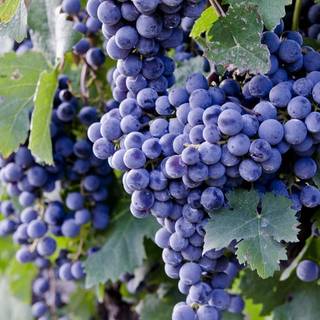 Fruit trees wallpaper