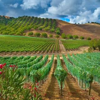 Fruit trees wallpaper