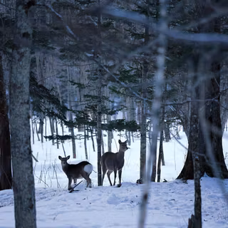 Snow scene wallpaper free