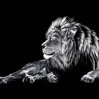 Black lion wallpaper
