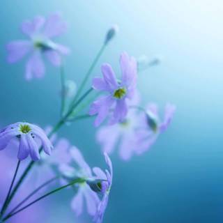 New wallpaper HD for desktop