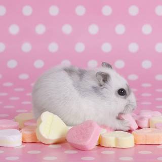 Wallpaper desktop pink