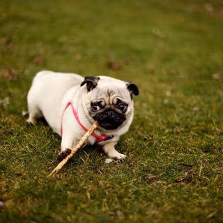 Pug puppy wallpaper HD