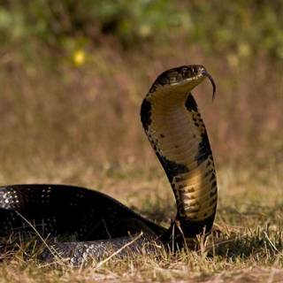 King cobra snake wallpaper HD