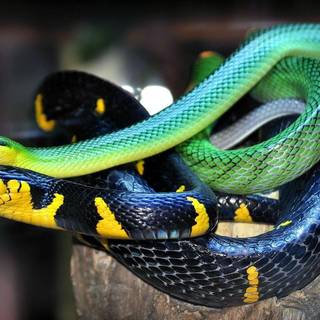 King cobra snake wallpaper HD