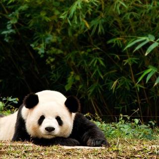 Panda background