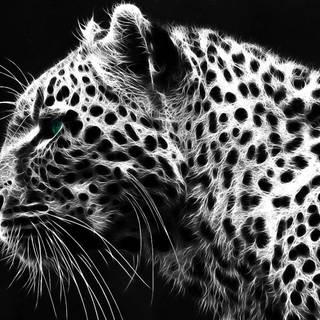 White cheetah wallpaper