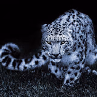 White cheetah wallpaper