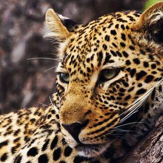 White cheetah wallpaper