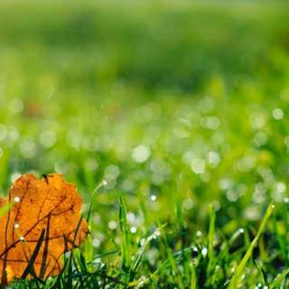 Kerala nature desktop wallpaper