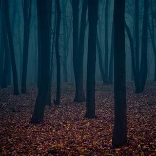 Dark forest HD wallpaper