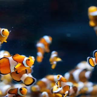 Free backgrounds of clowns