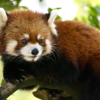 Panda wallpaper exotic beach