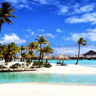 Panda wallpaper exotic beach