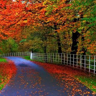 Natural beauty wallpaper HD