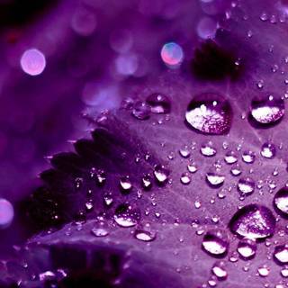 Cute purple wallpaper backgrounds