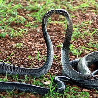 Indian king cobra snake wallpaper