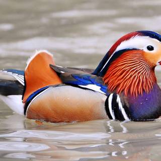 Drake Waterfowl wallpaper